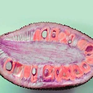 পিংক কাঁঠাল