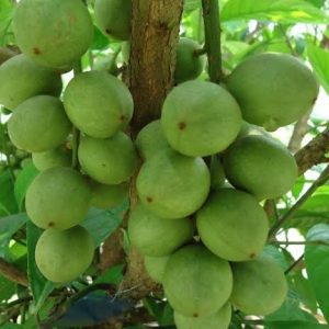 সান্তোল