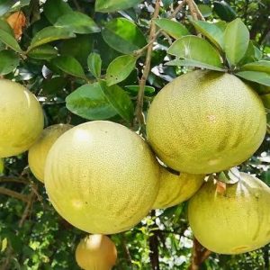 জাম্বুরা দেশি