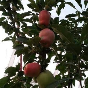 আপেল হরিমন ৯৯