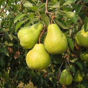 নাস্পাতি কলম