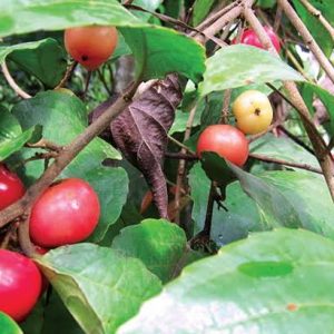 লুকলুকি