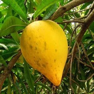 এগফ্রুড বিজ