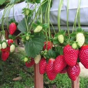 স্টোবেরি চারা