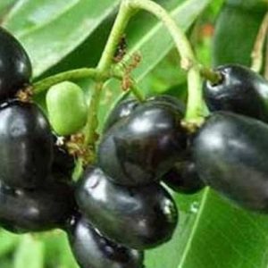 দেশি জাম