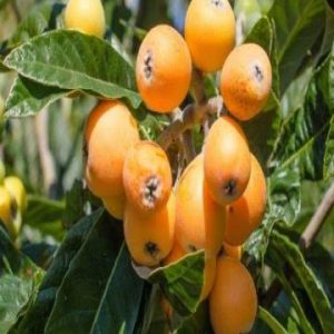 লুকাট বিজ