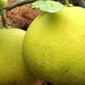 থাই জাম্বুরা